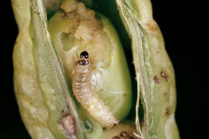 Laspeyresia nigricana
